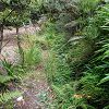Plants: image 145 Of 208 Thumb